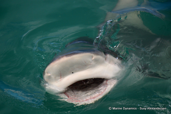Bronze Whaler shark, South Africa