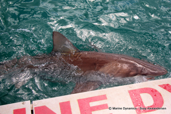 Bronze Whaler shark, South Africa