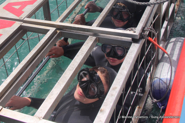 shark cage diving, South Africa
