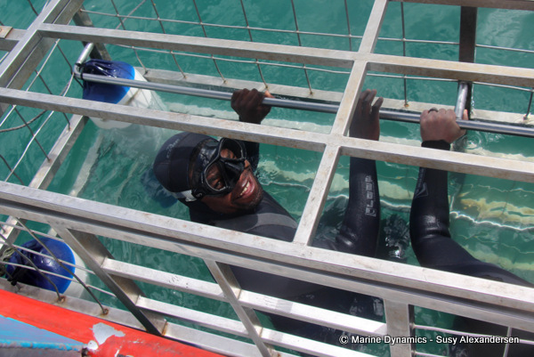 shark cage diving, South Africa
