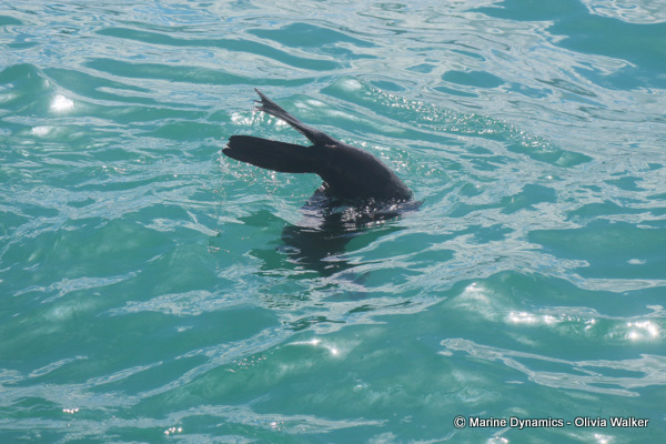 Cape Fur seal, South Africa
