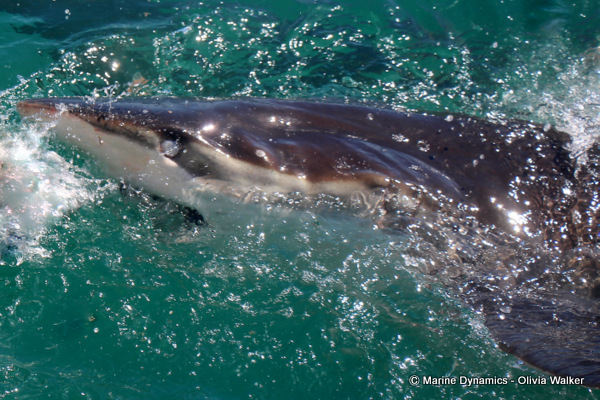 Bronze Whaler shark, South Africa