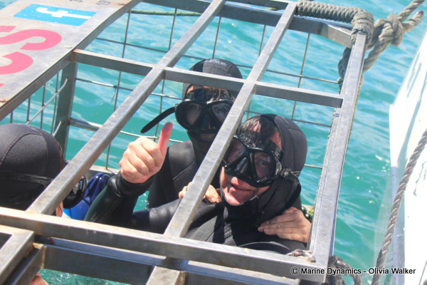 shark cage diving, South Africa