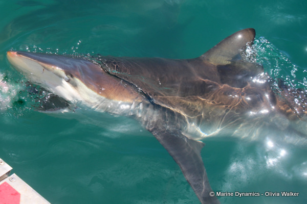 Bronze Whaler shark, South Africa