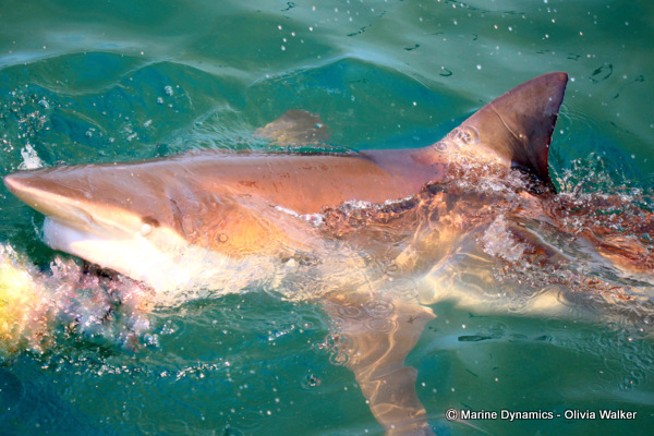 Bronze Whaler shark, South Africa