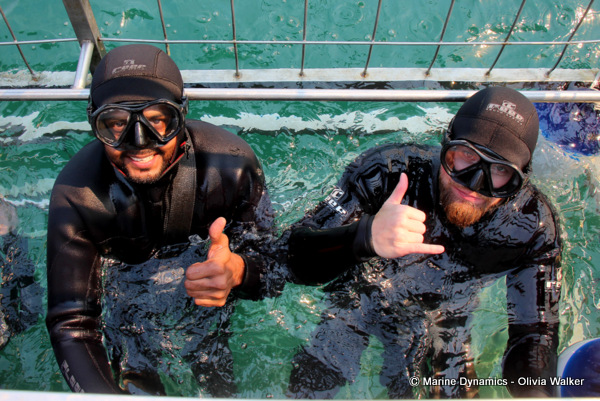 shark cage diving, South Africa