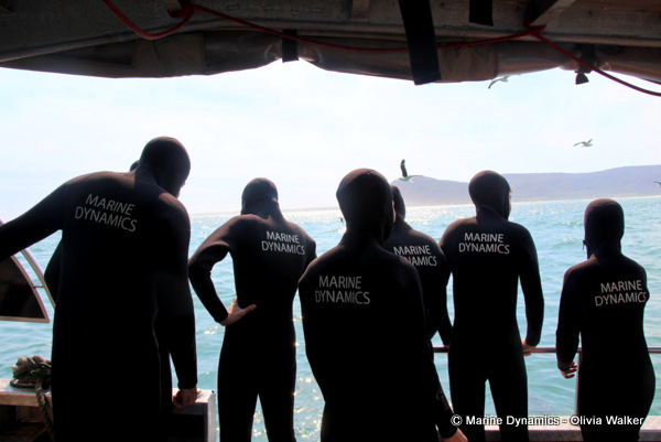 shark cage diving, South Africa