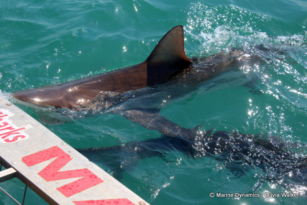 Bronze Whaler shark, South Africa