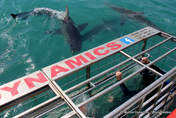 Bronze Whaler shark, South Africa