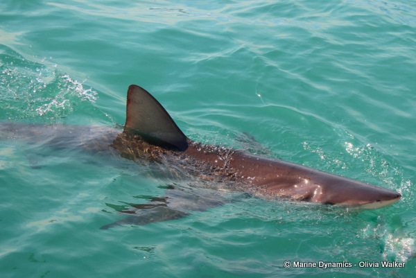 Bronze Whaler shark, South Africa