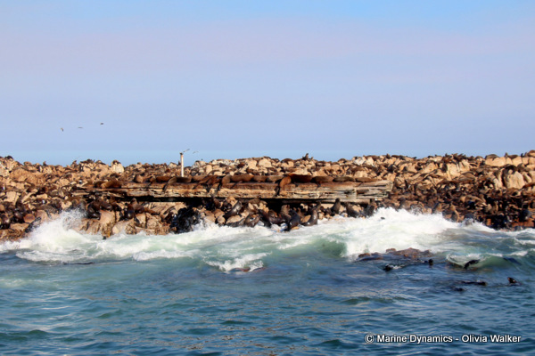 Cape Fur seals, South Africa