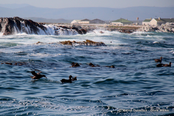 Giant Petrel, South Africa