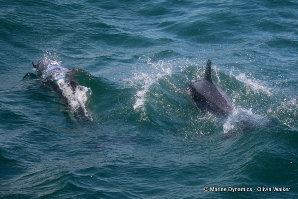Common dolphin, South Africa