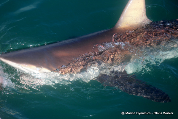 Bronze Whaler shark, South Africa