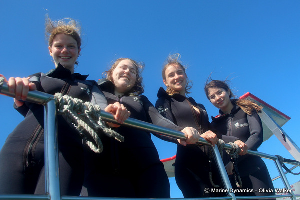 shark cage diving, South Africa