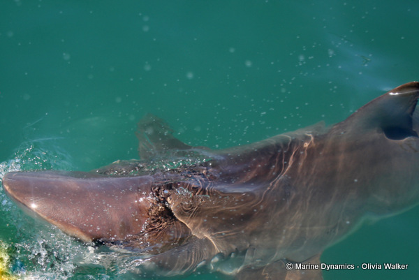 Bronze Whaler shark, South Africa