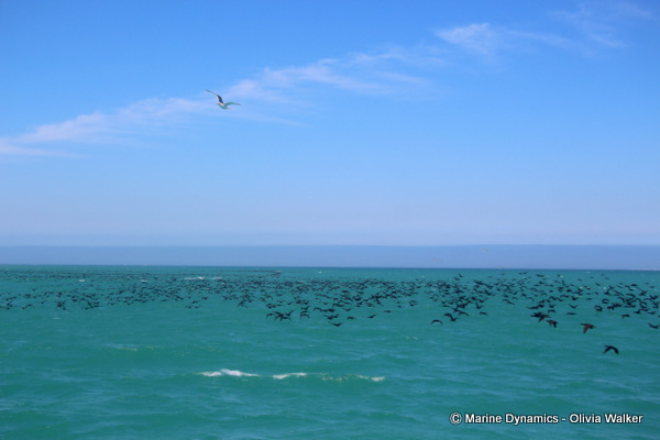 Cape Cormorants, South Africa