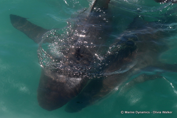 Bronze Whaler shark, South Africa