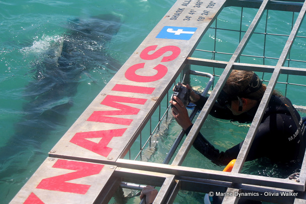 Bronze Whaler shark, South Africa