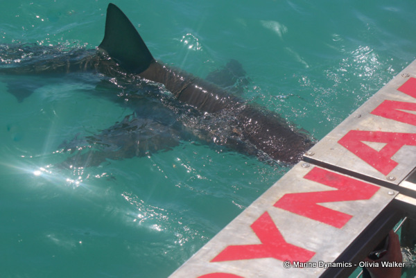 Bronze Whaler shark, South Africa