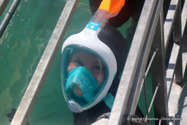 shark cage diving, South Africa