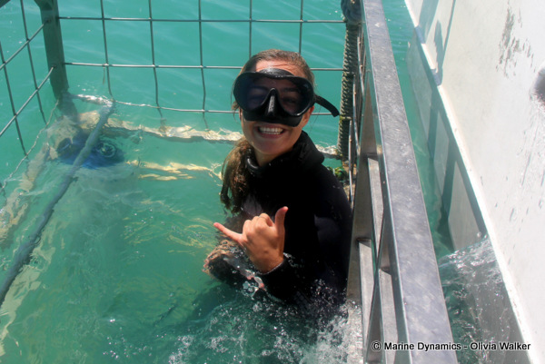 shark cage diving, South Africa