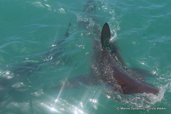 Bronze Whaler shark, South Africa
