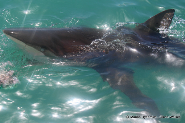 Bronze Whaler shark, South Africa