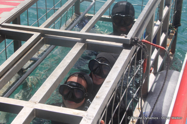 shark cage diving, South Africa
