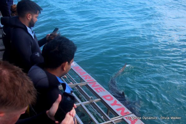 shark cage diving, South Africa
