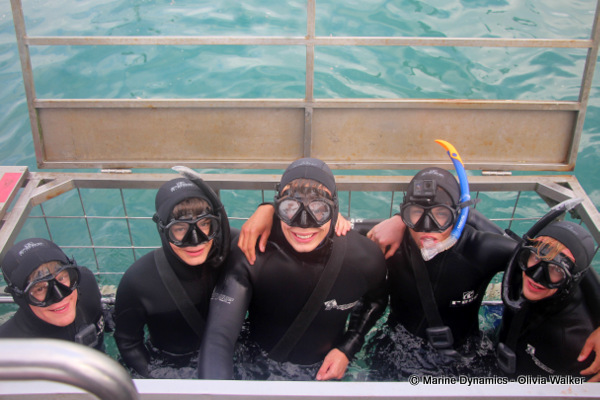 shark cage diving, South Africa