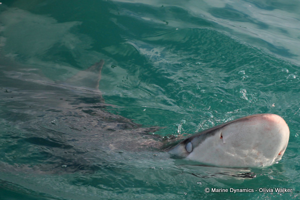 Bronze Whaler shark, South Africa
