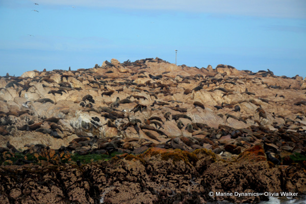 Cape Fur seals, South Africa