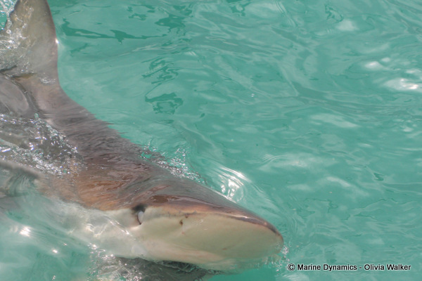 Bronze Whaler shark, South Africa