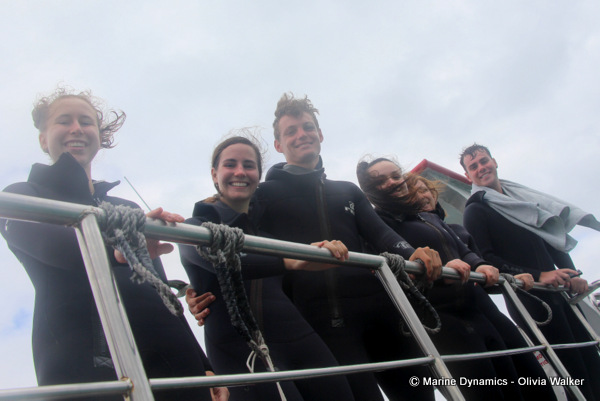 shark cage diving, South Africa