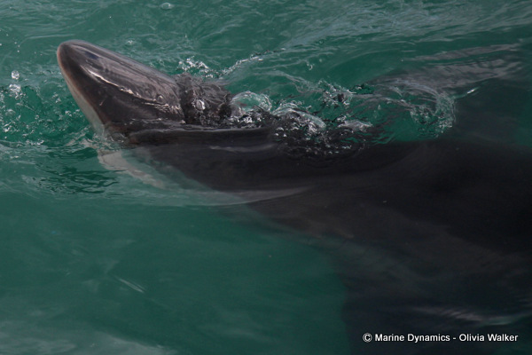 Bronze Whaler shark, South Africa