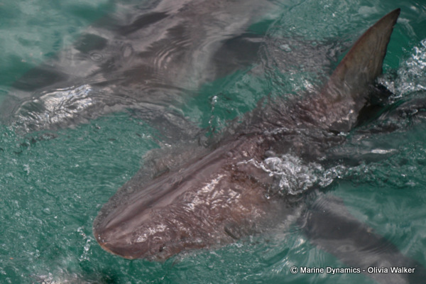 Bronze Whaler shark, South Africa