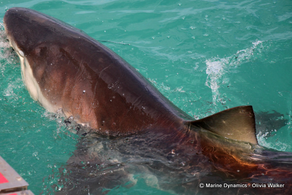 Bronze Whaler shark, South Africa