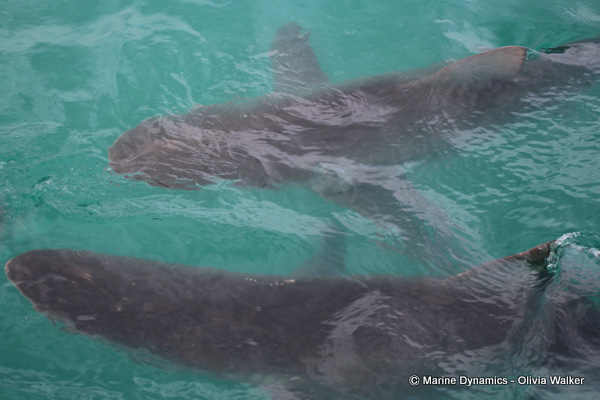 Bronze Whaler shark, South Africa