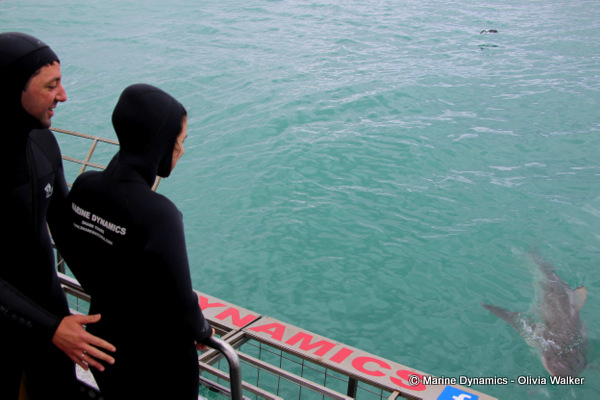 shark cage diving, South Africa