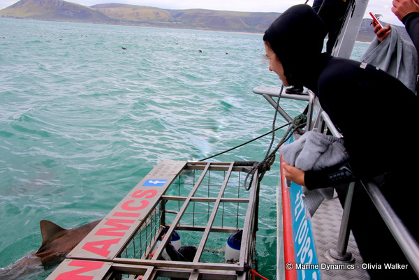shark cage diving, South Africa