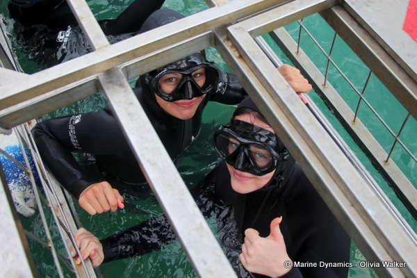 shark cage diving, South Africa