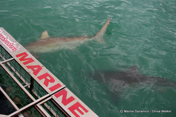 Bronze Whaler shark, South Africa
