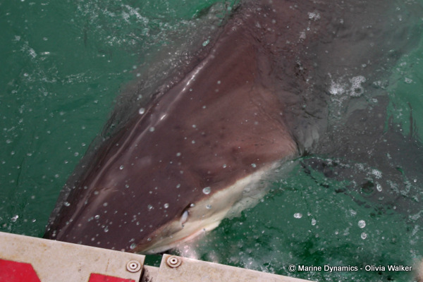 Bronze Whaler shark, South Africa