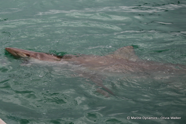 Bronze Whaler shark, South Africa