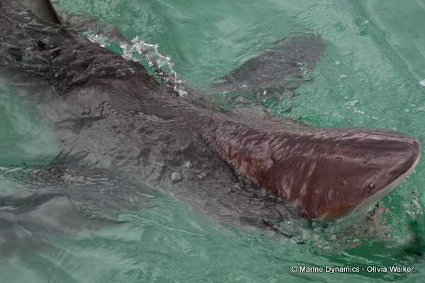 Bronze Whaler shark, South Africa