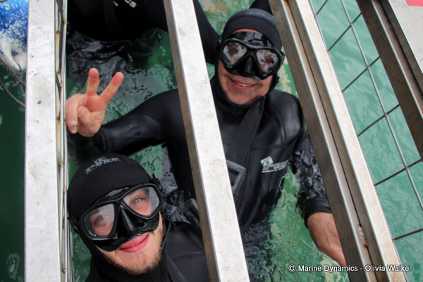 Shark Cage Diving, South Africa