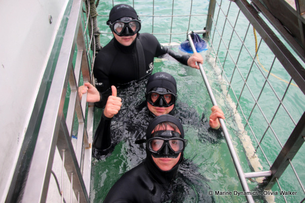 Shark Cage Diving, South Africa
