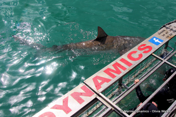 Bronze Whaler shark, South Africa