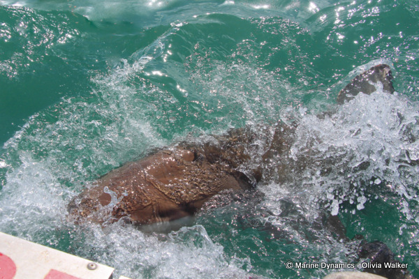 Bronze Whaler shark, South Africa
